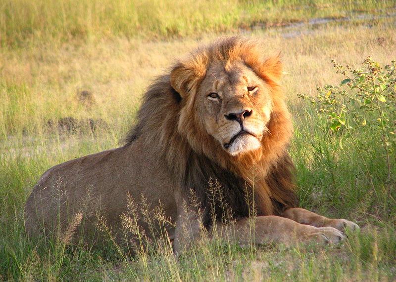 Cecil the Lion sits in the sun at Zimbabwes Hwange National Park in 2010.