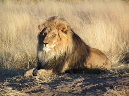 Cecil the Lions death sparks negative reactions among MHS students
