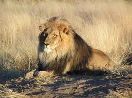 Cecil the Lion's death sparks negative reactions among MHS students