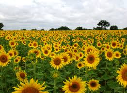 Sunflower field has a much larger meaning