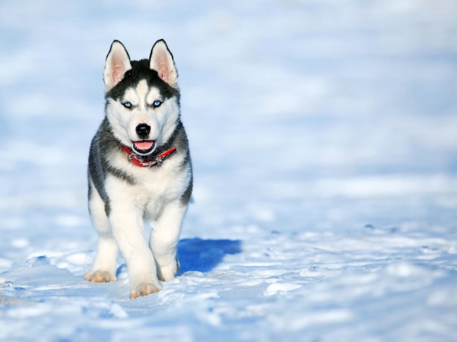 Among Game of Thrones all-star cast are four Siberian huskies. Fans of the show have followed suit and adopted dogs and named them congruently before quickly abandoning them in shelters.