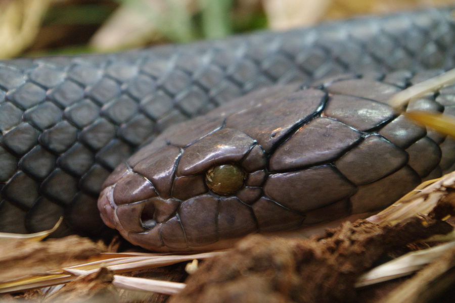 Spokesman shares some science about slithering snakes