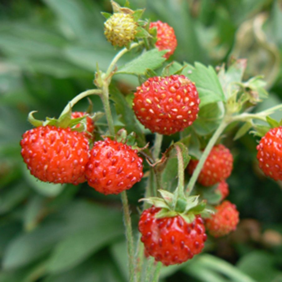 Middletown FFA holds its annual strawberry sale