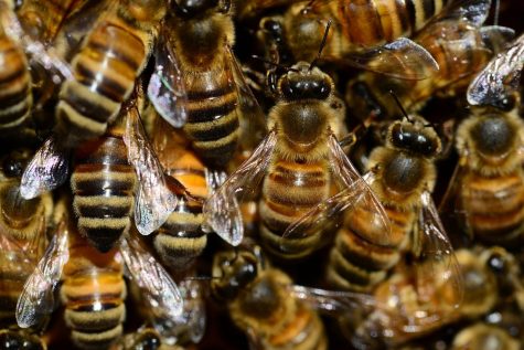 Opinion: Bee Shortage